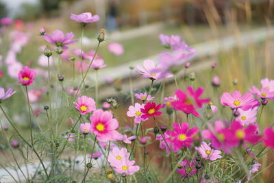 Close-up of pink cosmos flowers