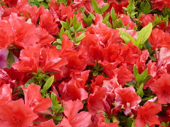 Close-up of red flowers