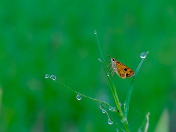 Close-up of butterfly on leaf