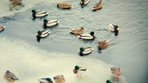 High angle view of ducks swimming in water