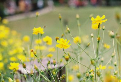Close-up of yellow flowering plant on field