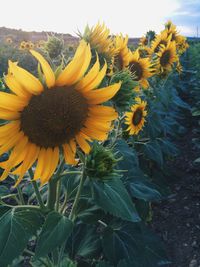 Close-up of sunflower blooming in field