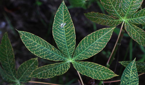 Full frame shot of leaves
