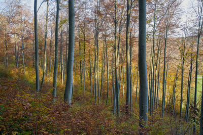 Trees in forest during autumn