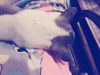 domestic animals