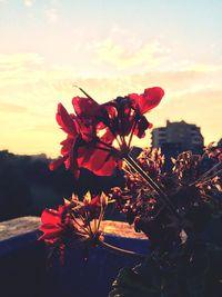 Close-up of red flower against sky