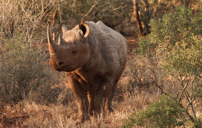 Portrait of sheep on grass