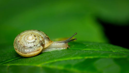 Close-up of snail on leaves