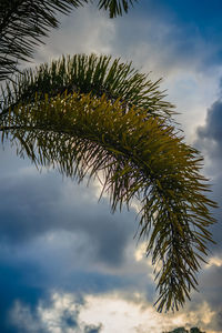 Low angle view of plant against sky