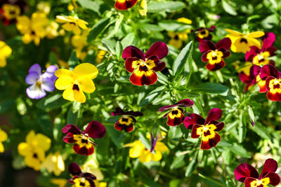 Close-up of yellow flowering plants