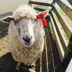 High angle view of sheep in pen