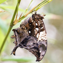 Close-up of butterfly on leaf