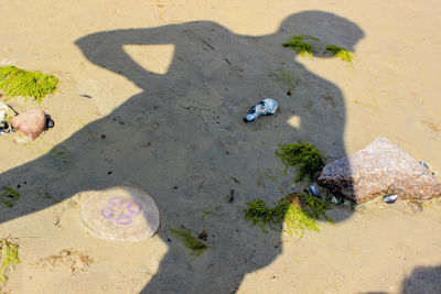 High angle view of horse on beach