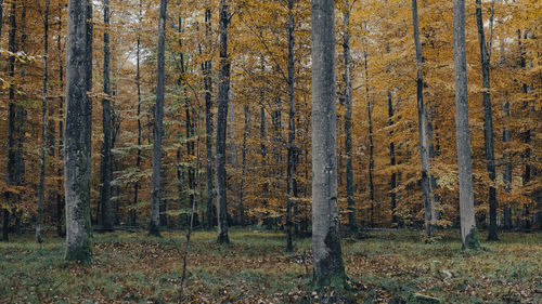 Trees in forest during autumn