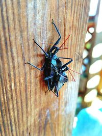 Close-up of insect on wall