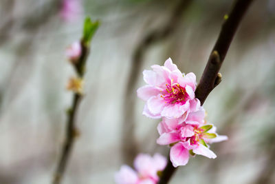 Close-up of pink flowers