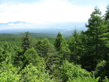 Scenic view of forest against sky