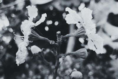 Close-up of snow covered plant