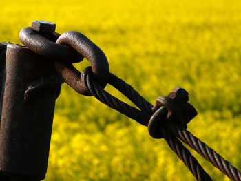 Close-up of rusty metal chain on field