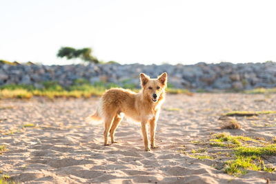 Portrait of dog standing on land