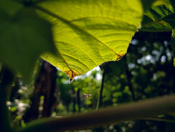 Close-up of green leaves