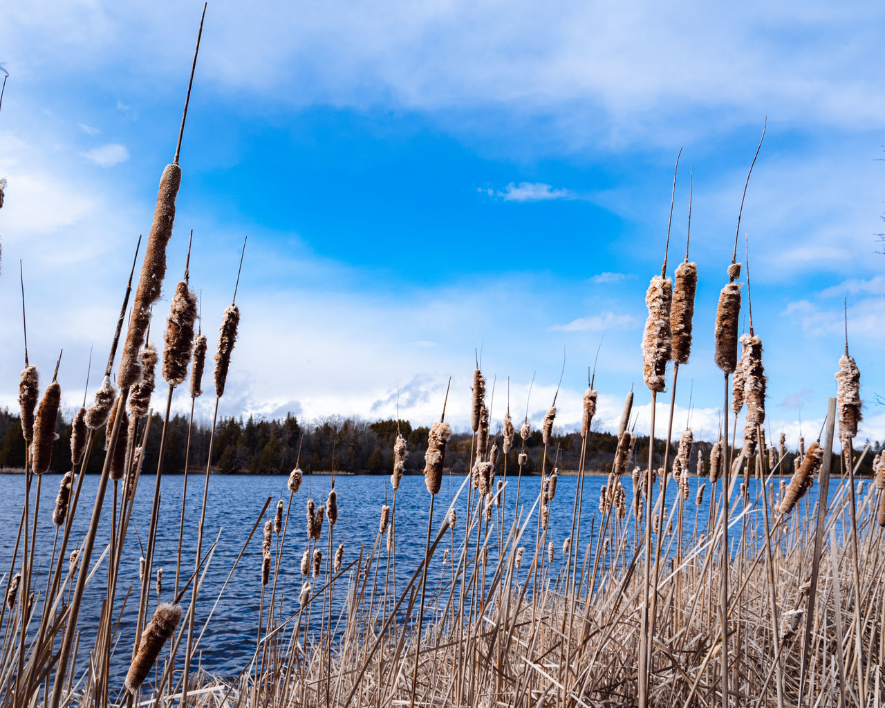 SCENIC VIEW OF LAKE