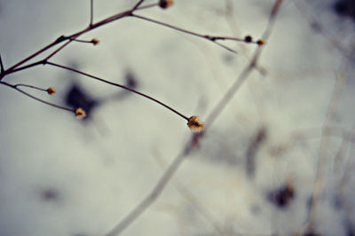 Close-up of insect on twig