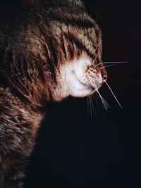 Close-up of cat against black background