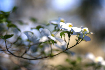 Close-up of white flowering plant