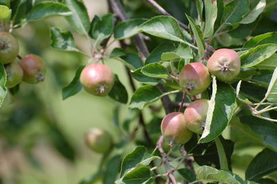 Close-up of apples growing on tree