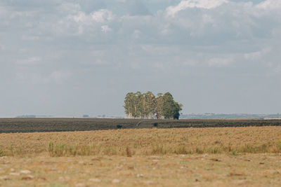 Trees on field against sky