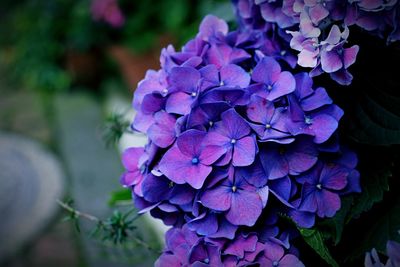 Close-up of purple flowers blooming outdoors