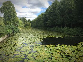 Water lily amidst plants in lake against sky