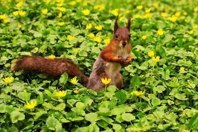 Squirrel eating plant