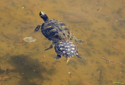 High angle view of turtles swimming in pond