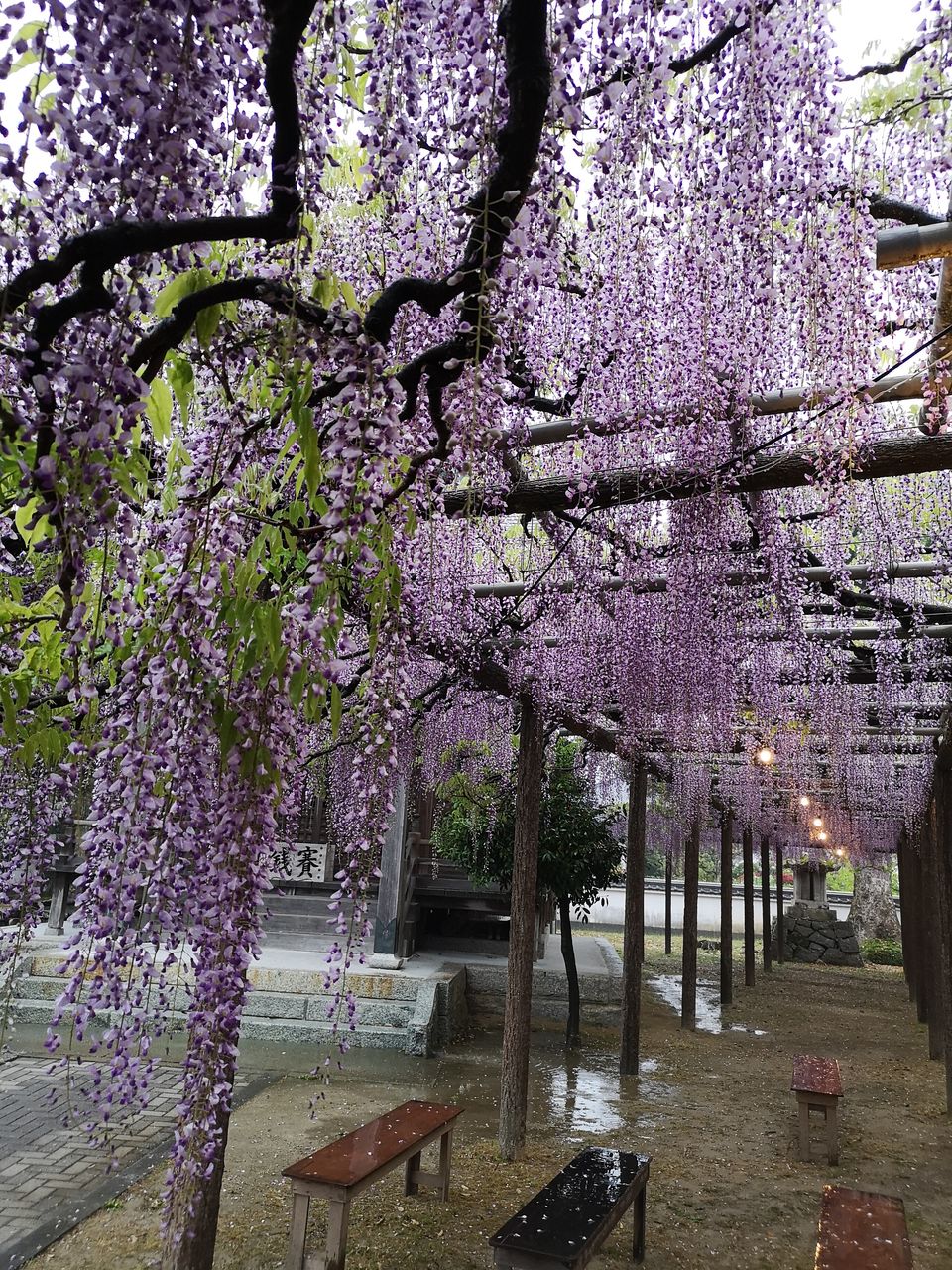 tree, plant, growth, nature, beauty in nature, flower, freshness, blossom, park, fragility, flowering plant, springtime, park - man made space, pink color, branch, day, water, architecture, outdoors, cherry blossom, cherry tree, purple, no people