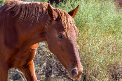 Horse standing in ranch