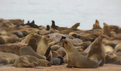 Flock of birds on beach