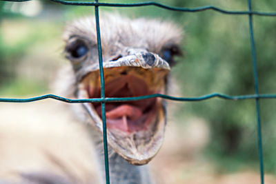 Motion blur portrait of an ostrich with an open beak attacking a net 
