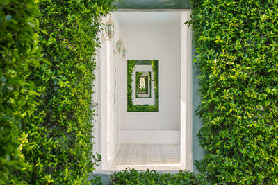 Ivy growing on wall