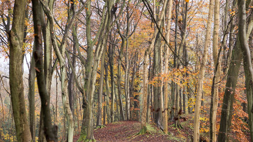 Trees in forest during autumn