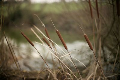 Close-up of plant growing on field
