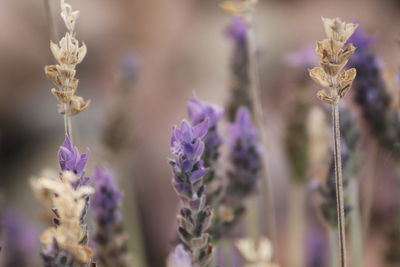 Close-up of purple flowers