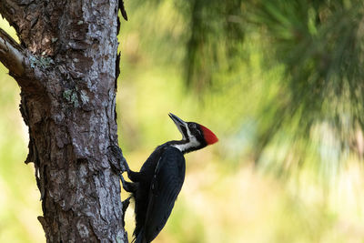 Bird perching on a tree