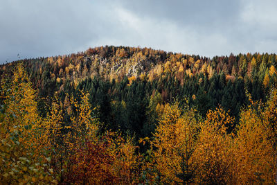 Scenic view of autumn trees against sky