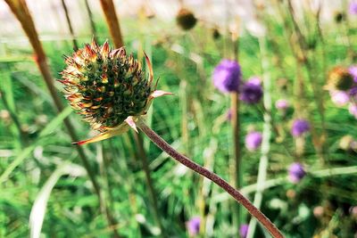 Close-up of thistle blooming on field