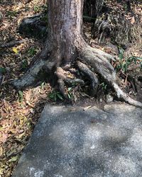 High angle view of tree roots on field