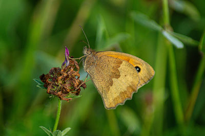 British butterfly gatekeeper hedge brown on wild flower orange black red low close up nature texture