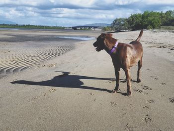 Dog at beach against sky