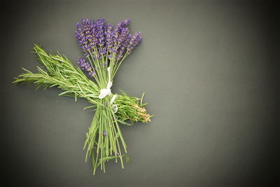 Close-up of flowering plant against white background